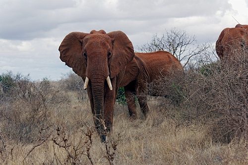Kenia (358)